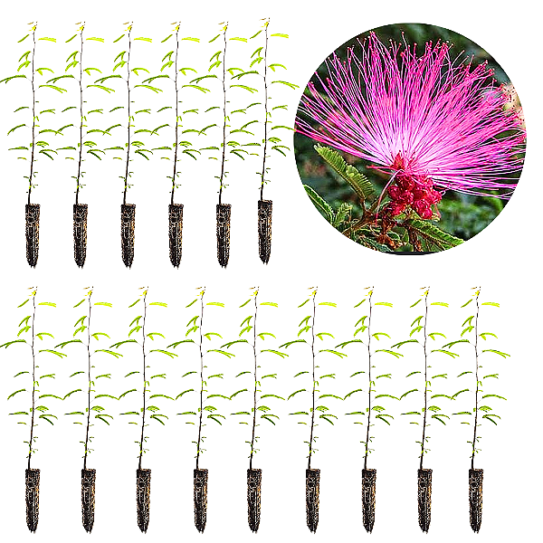 Kit  15 Muda da Flor Caliandra Rosa  para Cerca viva( Paper pot) 28  a 40 cm