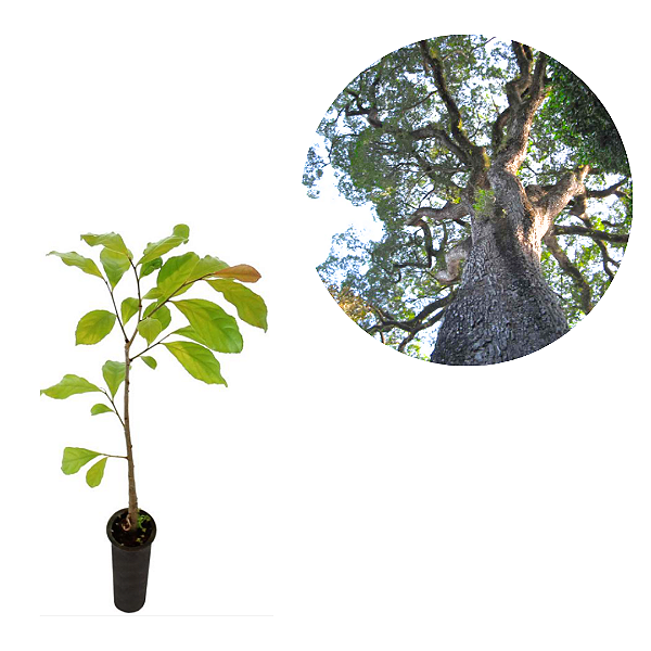 Muda Canela - Amarela Nectandra Lanceolata