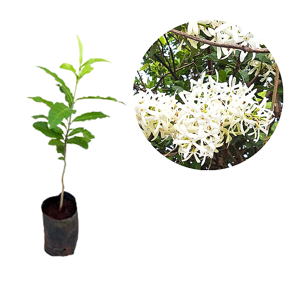 Muda de Flor de São Miguel Branca - Clonadas - Já Pode Florecer