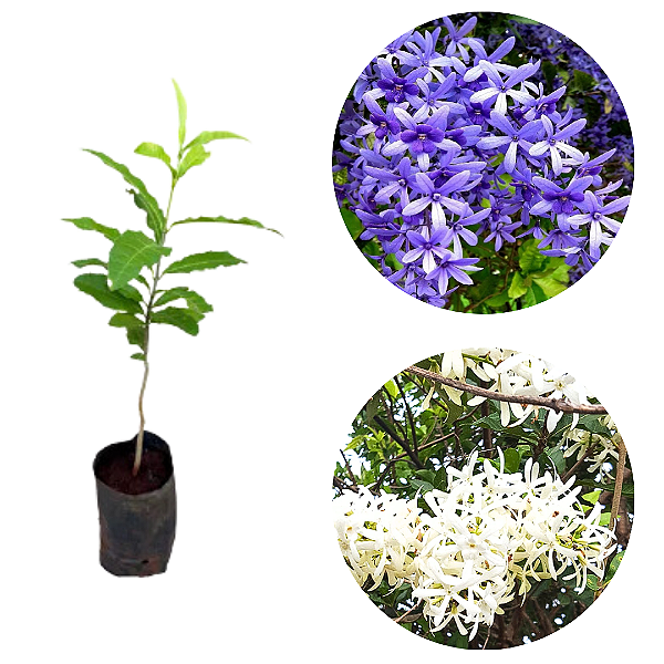 Kit 2 Mudas de Flor de São Miguel Branca 1 Azul - Clonadas - Já Pode Florecer