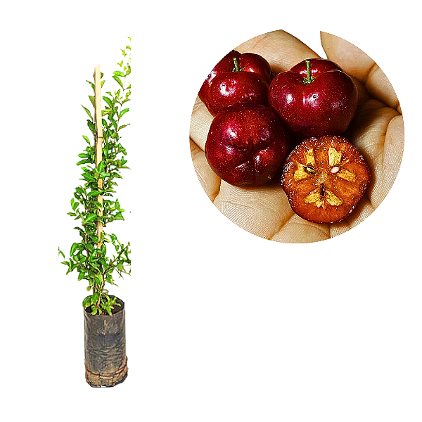 Muda Acerola Negra-Rubra rara Para Vasos