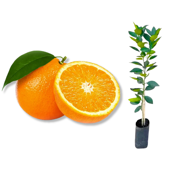 Muda Laranja Açucar Enxertada
