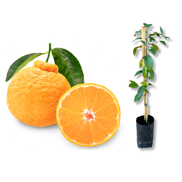 Muda de Tangerina Dekopon Enxertada - Prestes a Produzir