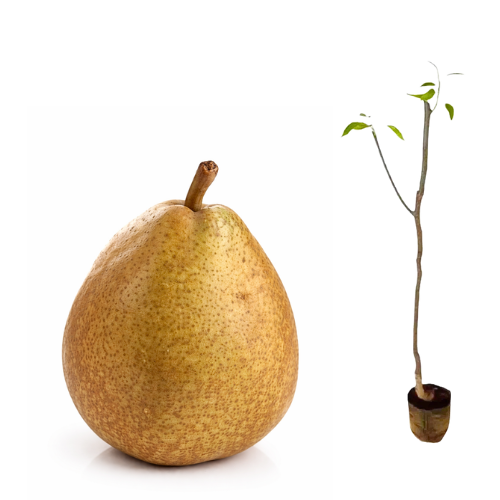 Muda de Pêra Keiffer ou Pêra Dura - Enxertada