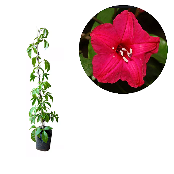 Muda Ipomeia rubra Clonada