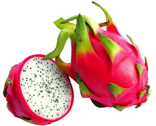 Muda de Pitaya Branca -estaca sem Raiz