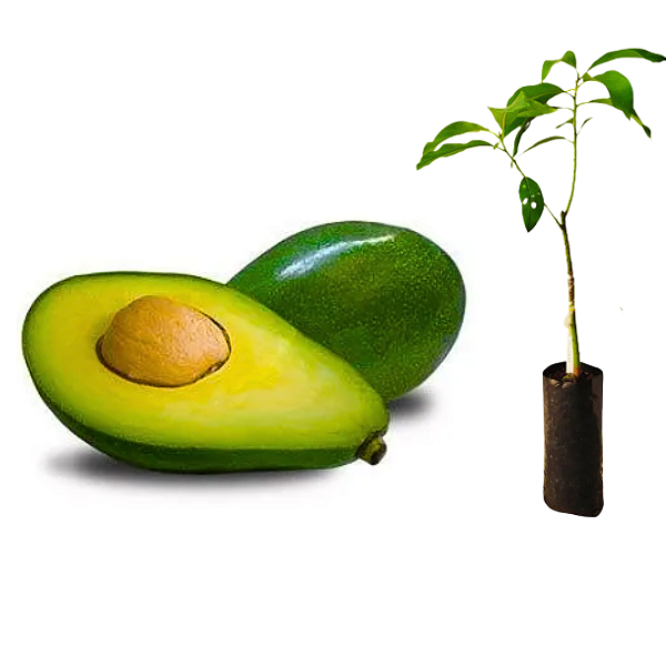 Muda De Abacate Quintal Enxertado