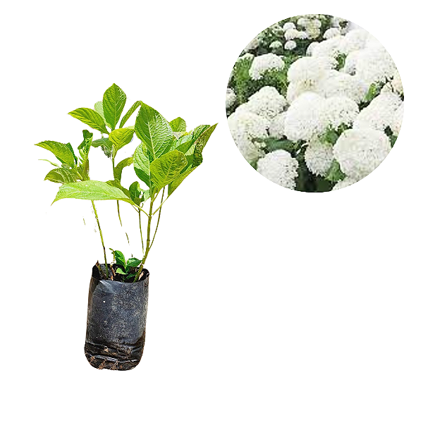 Muda Hortência  Flor Branca (Hydrangea Macrophylla)