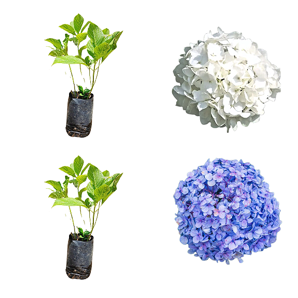 Kit Muda  1 Hortência  Flor Branca  1 Flor Azul-Clonada