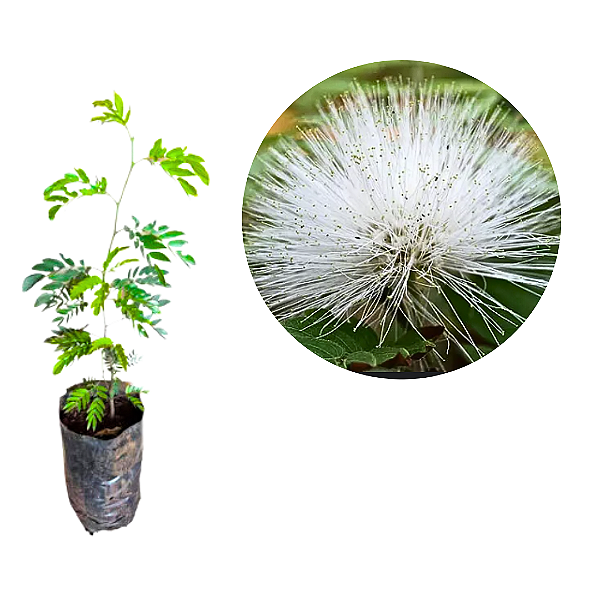 Muda da Flor Caliandra Branca para Cerca viva-muda clonada