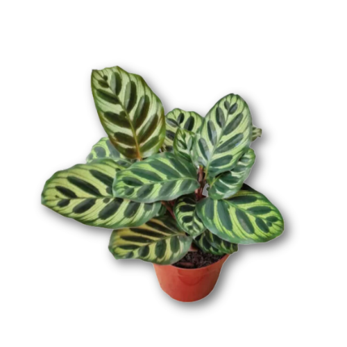 Muda de Maranta Pavão ou Calathea Makoyana
