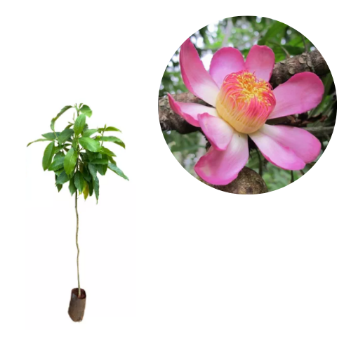 Muda  Jemiparana ( Gustavia Augusta)  flor rosa