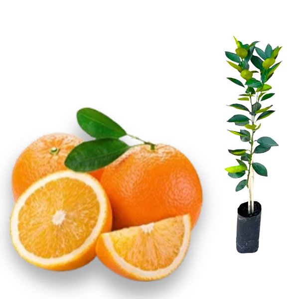 Muda Laranja Westin  sem sementes  Precoce Enxertada