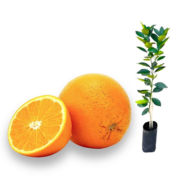 Muda Laranja Hamlin  Precoce Enxertada