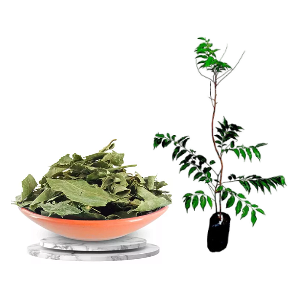Muda De Guaçatonga  Café Do Brejo - Planta Medicinal