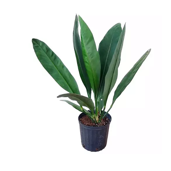 Muda de Anthurium coriaceum – Planta Rara e Exótica