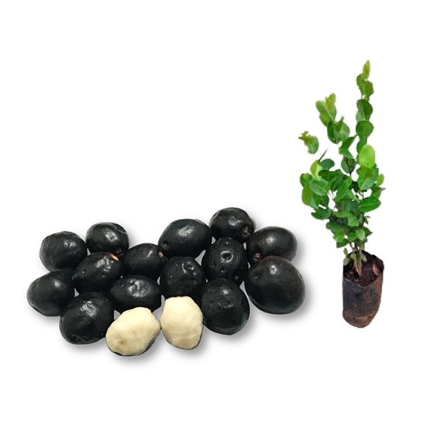 Muda de Ajuru Preto/ Icaco Preto