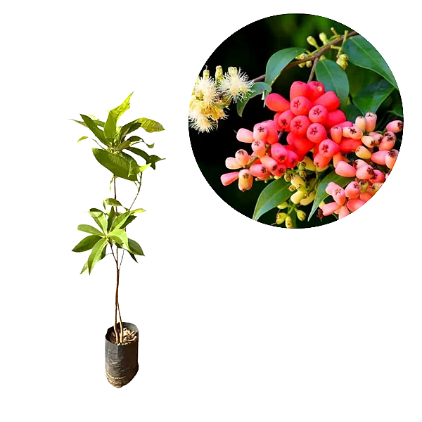 Muda de Jambinho Cascata Salmão