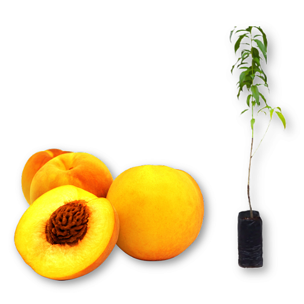 Muda de Pêssego Âmbar Amarelo Solta Caroço  – Enxertada