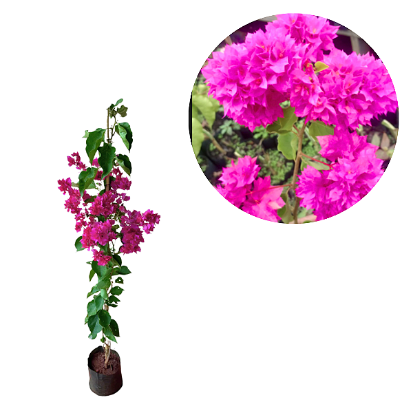 Muda Primavera  Pink Dobrada P4 Bougainvillea  Estaquia