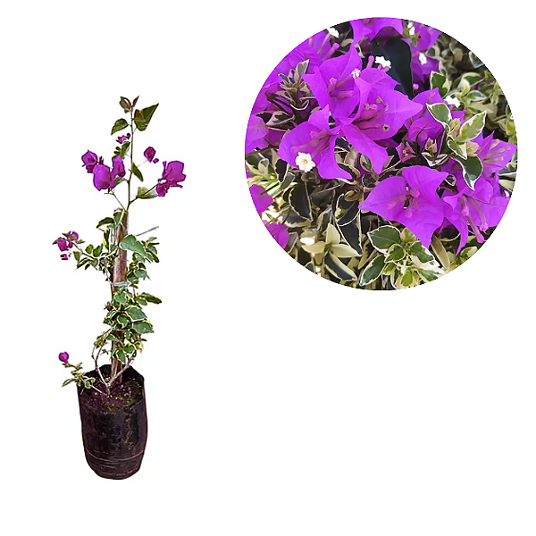 Muda de Primavera Variegata Lilas P2 Bougainvillea  Clonada estaca