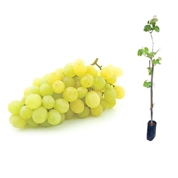 Muda de Uva Niágara Branca Enxertada