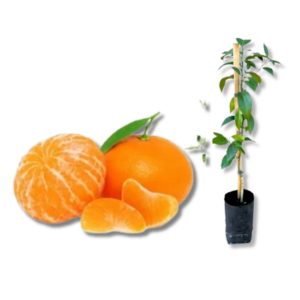 Muda de Tangerina Okitsu ou Satsuma Sem Sementes Enxertada