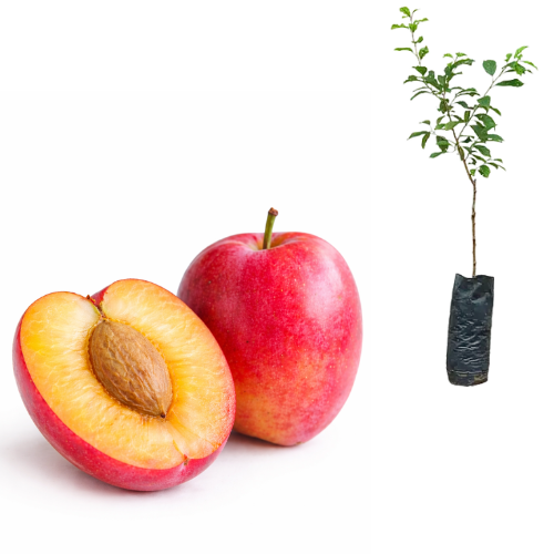 Muda de Ameixa Coração de Boi Preste a Produzir