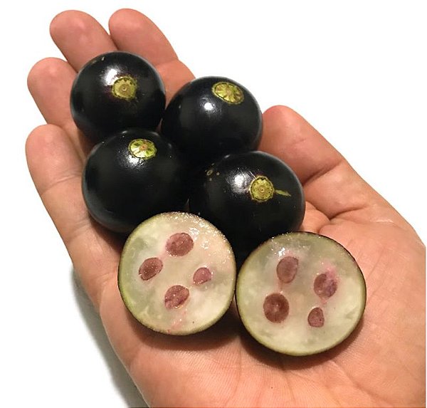 Muda de Jabuticaba Olho de Boi