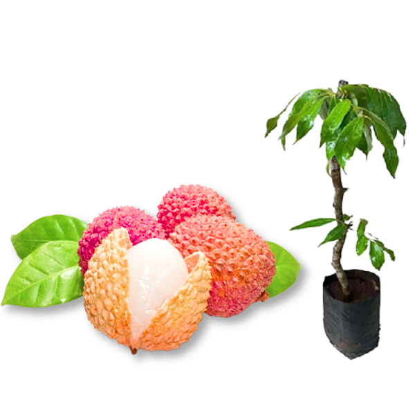 Muda de Lichia Kaimana - Produz em Climas Quentes