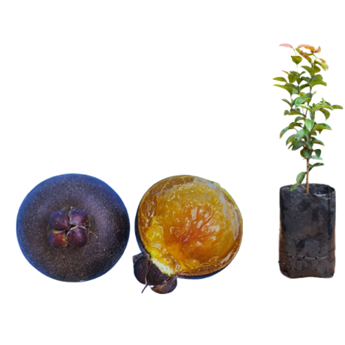 Muda de Guabiju - Mirtilo Brasileiro