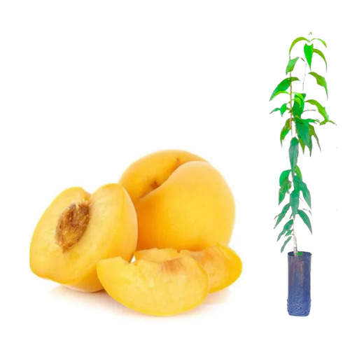 Muda de Pêssego Dourado ou Douradão - Enxertada