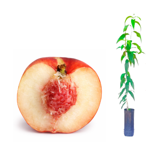 Muda de Pêssego Coral Polpa Branca/enxertado