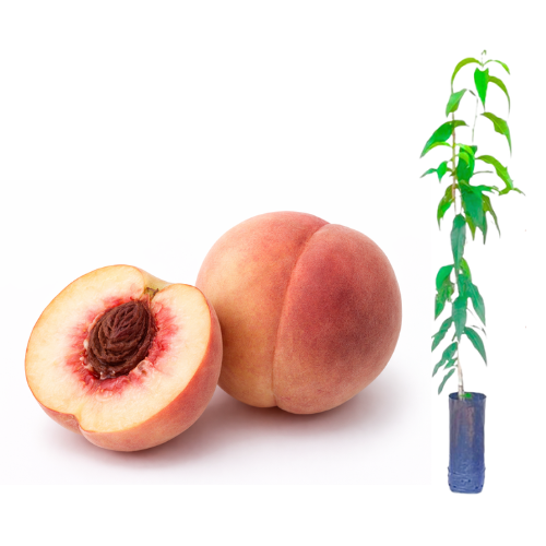 Muda de Pêssego Delicioso enxertado Preste A Produzir