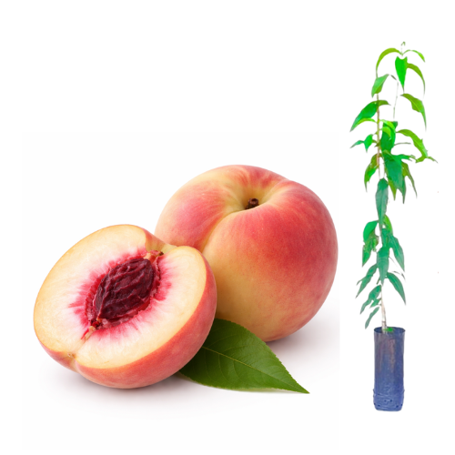 Muda de Pêssego Eragil enxertado Preste a Produzir