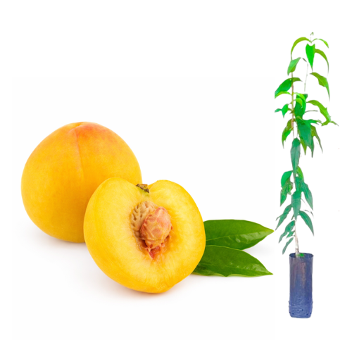 Muda de Pêssego Precocinho Enxertado Preste a Produzir