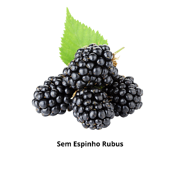 Muda Amora sem Espinho Rubus Inermis Estaquia