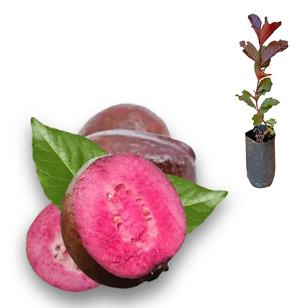 Muda de Goiaba Roxa exótica