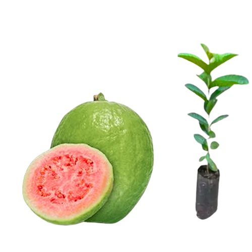 Muda de Goiaba Tailandesa Gigante clonada