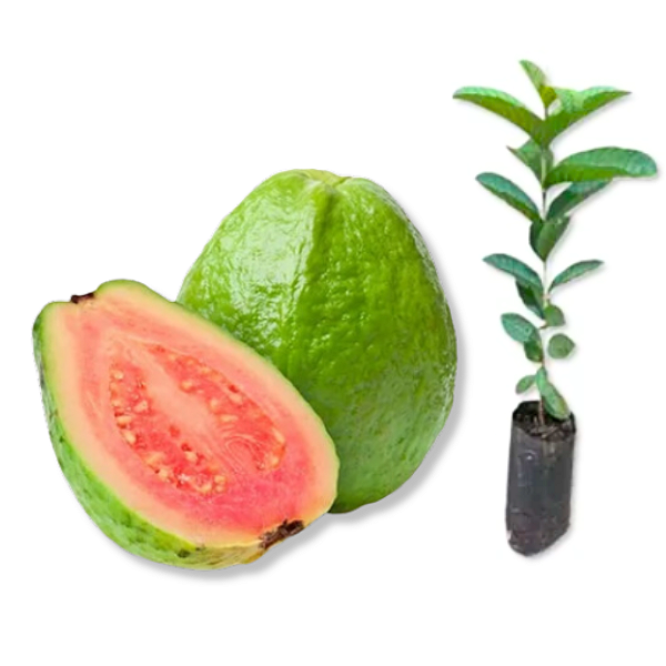 Muda de Goiaba Paluma Vermelha