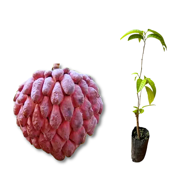 Muda de Pinha Vermelha Enxertada