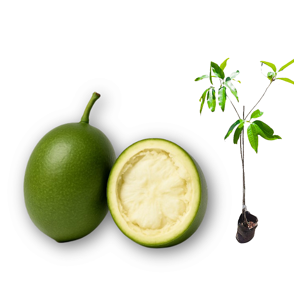 Muda de Coité do Caribe Cupuaçu da Costa Rica / (Amphitecna latifolia)