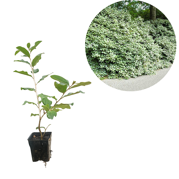 Kit 6 Mudas de Silverthorn (Elaeagnus pungens)