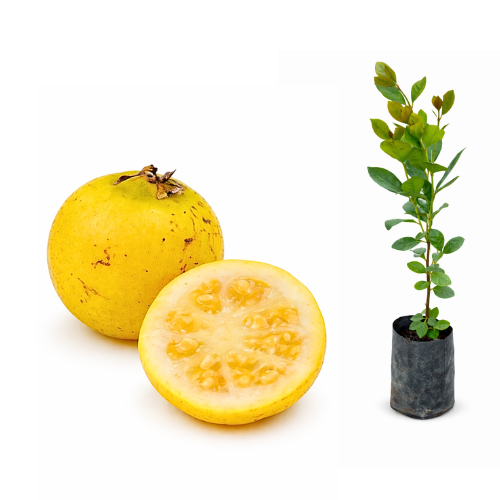 Muda de Araçá-amarelo - Psidium cattleianum
