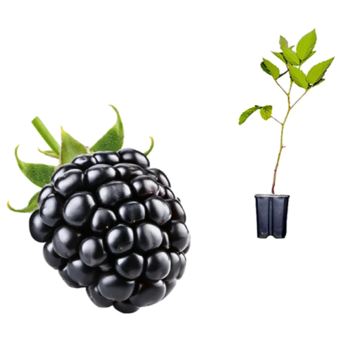 Muda de Amora Americana ou Blackberry - Já Produz ou Prestes a Produzir (Espinho)