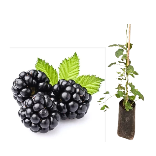 Muda de Amora Americana ou Blackberry - Já Produz ou Prestes a Produzir (Espinho)