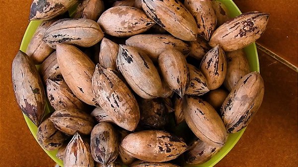 Muda Noz Pecan Enxerto