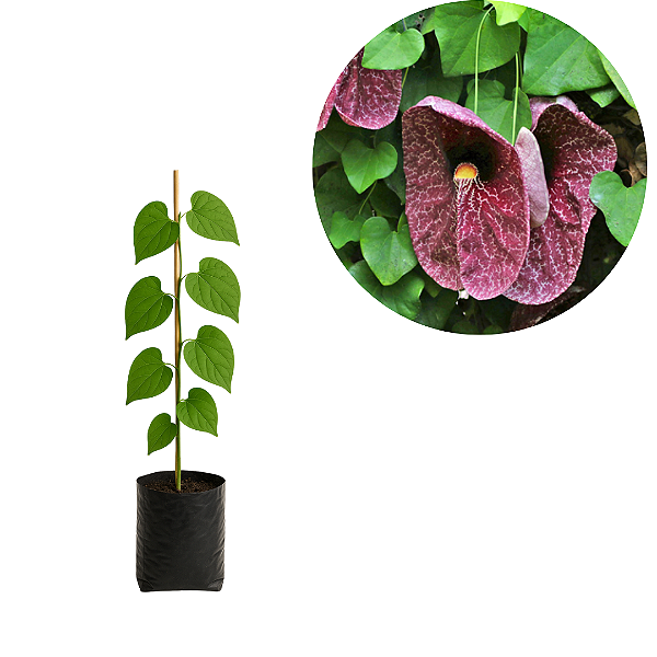 Muda Papo de Peru (Aristolochia gigantea) – Trepadeira Rara e Ornamental