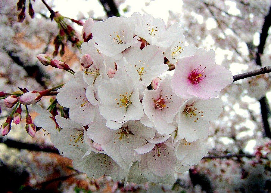 Muda de Cerejeira Japonesa Sakura Branca de Flor Dobrada - Enxertada