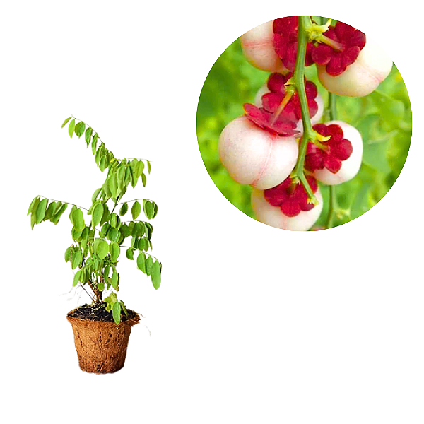 Muda Groselha-Estrela Katuk Espinafre Tailandês